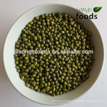 China New Crop Green Bean